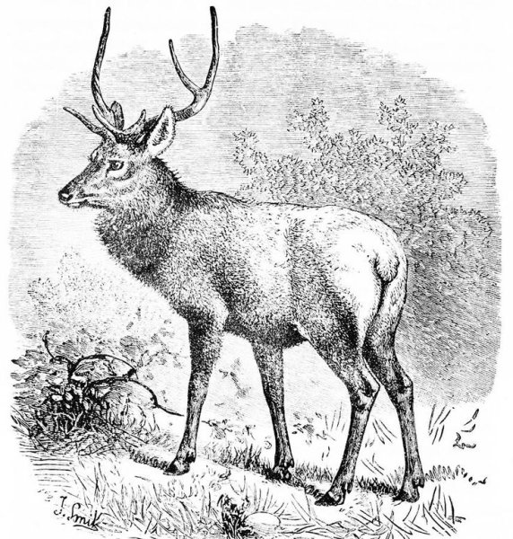 Благородный олень рисунок