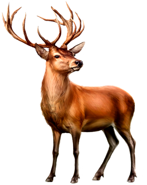 Благородный олень на белом фоне