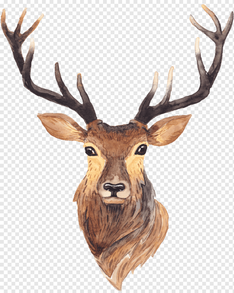 Мордочка оленя