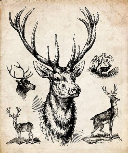 Гравюра с изображением оленя