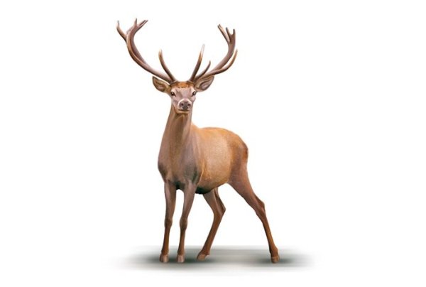 Олень на белом фоне