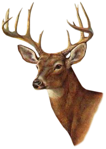 Марал на прозрачном фоне