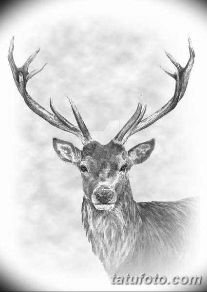 Олень эскиз в полный рост