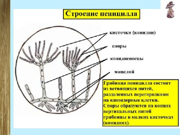 Спорангии пеницилла