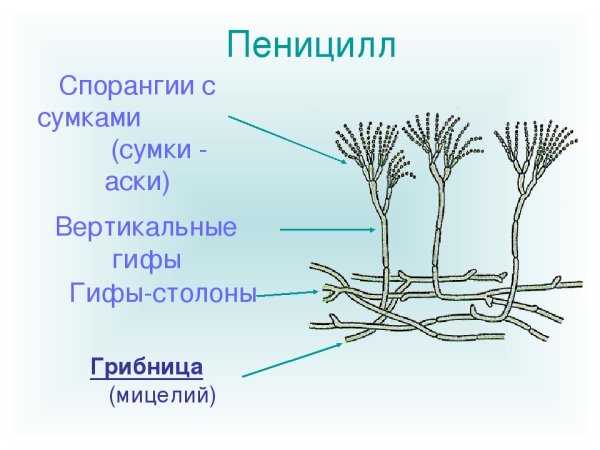 Гриб пеницилл строение