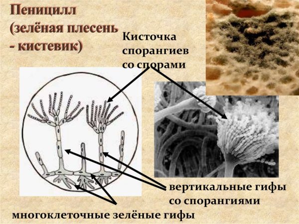 Penicillium chrysogenum конидиеносцы