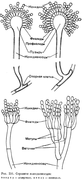 Пенициллин гриб строение