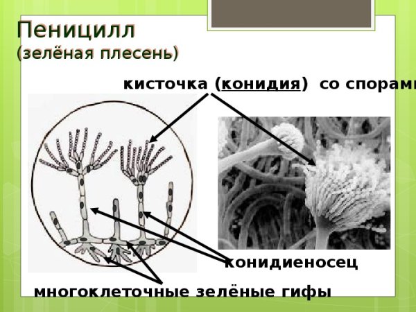 Строение мицелия пеницилла
