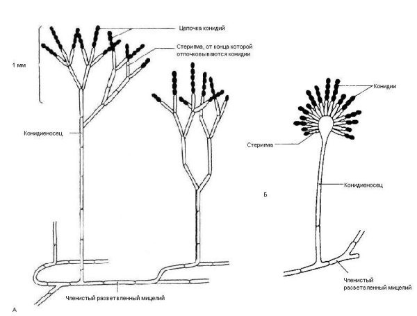 Гриб пеницилл строение