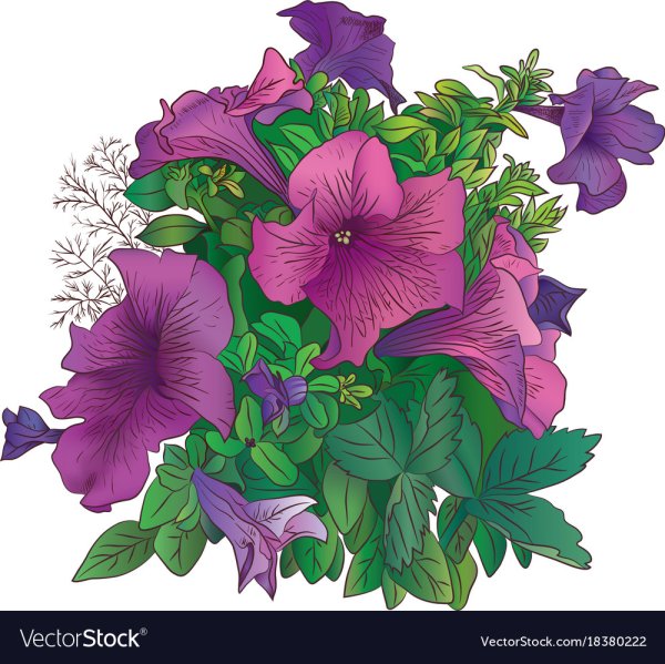 Петуния vector