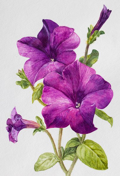 Цветы петунии акварель