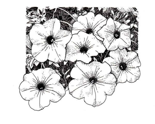 Петуния Тайдал Вэйв Сильвер»