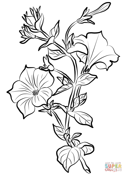 Петунья Вьюн