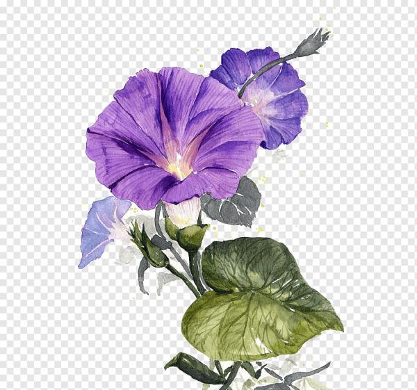 Цветы петунии акварель