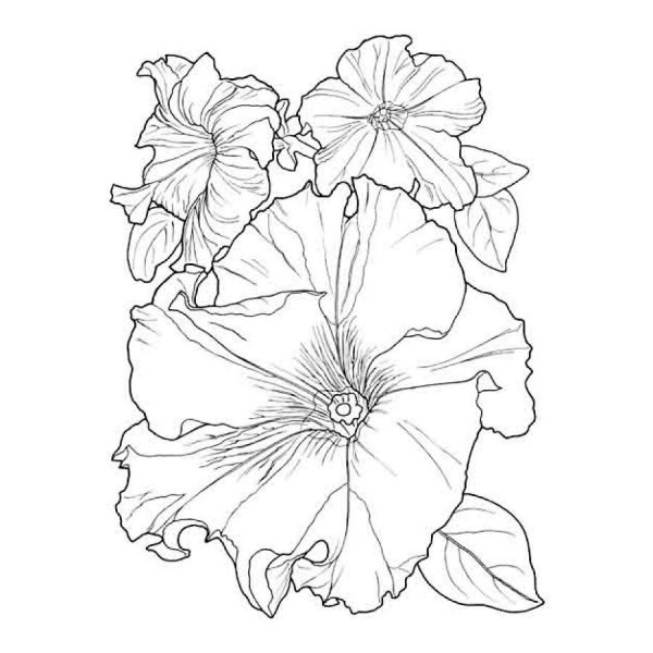 Раскраска петуния цветок