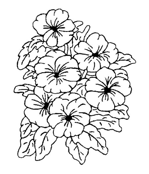 Цветы. Раскраска