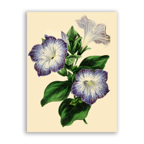 Пеутния Ботаническая иллюстрация