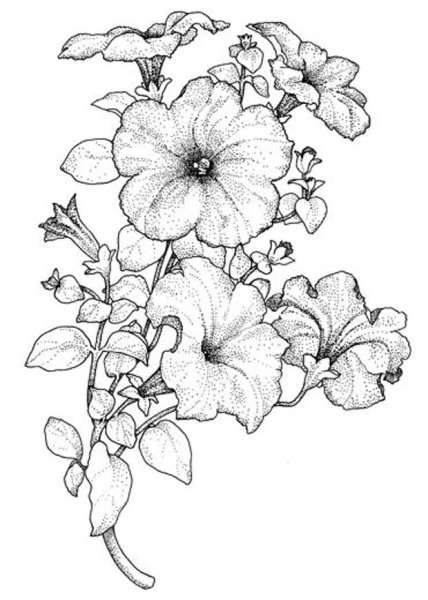 Петуния эскиз