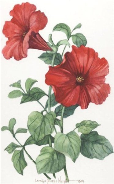 Петуния ботаника