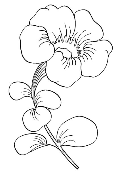 Раскраска петуния цветок