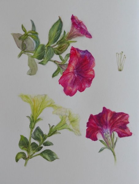 Петунья гербарий