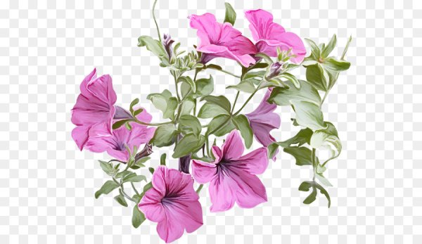 Петуния на белом фоне