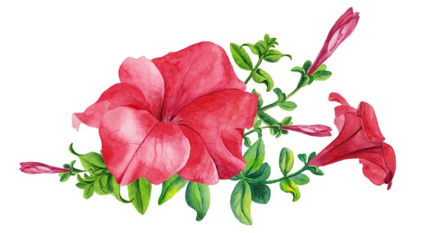 Картины для детей цветок петуния