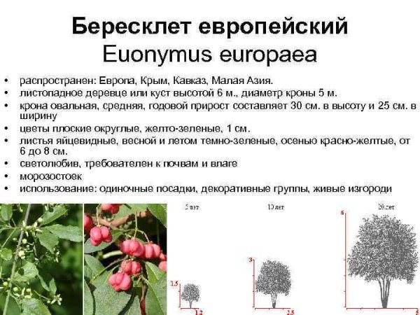 Бересклет бородавчатый формула цветка
