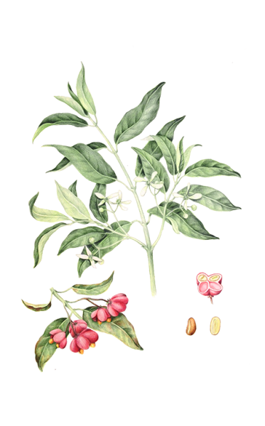 Бересклет бородавчатый Ботанический рисунок