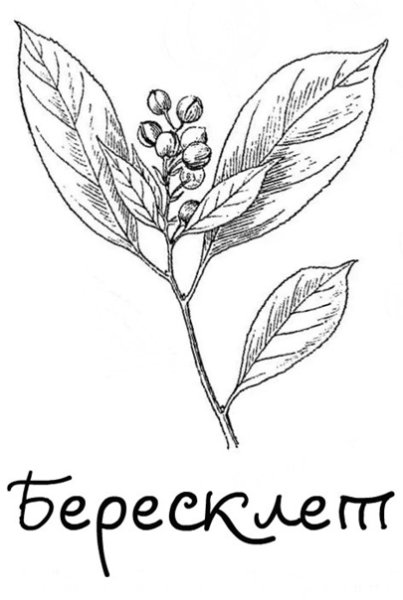 Бересклет Ботанический рисунок
