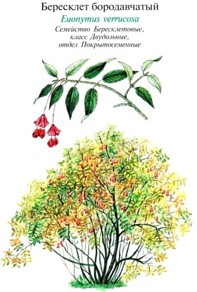 Бересклет бородавчатый куст