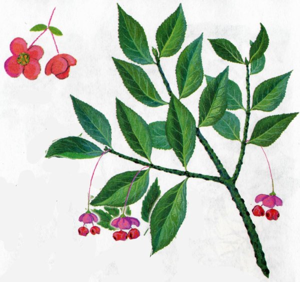 Бересклет Европейский листья