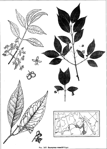 Euonymus maackii