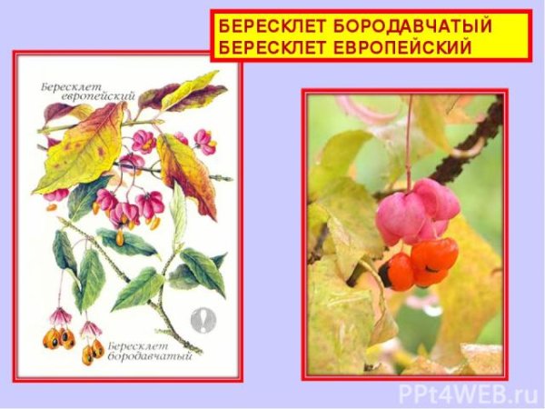 Бересклет бородавчатый рисунок