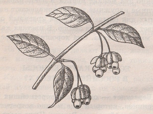Бересклет бородавчатый строение