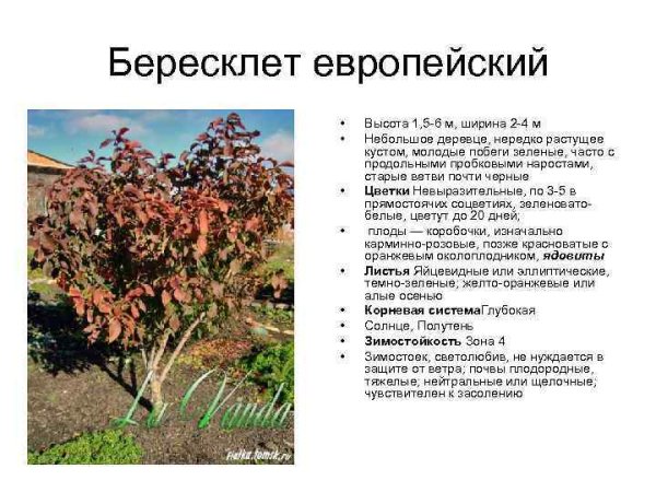 Бересклет Европейский. Или Бруслина