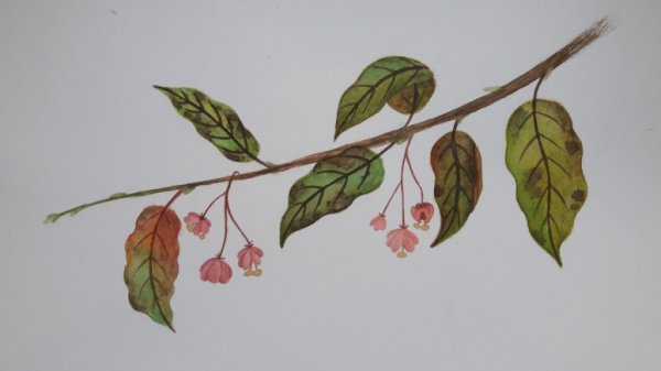 Бересклет акварель