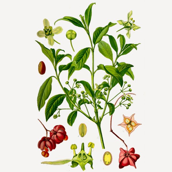 Бересклет Ботаническая иллюстрация