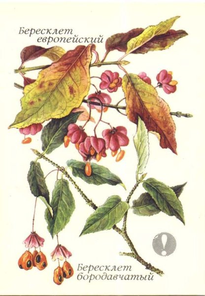 Бересклет Европейский листья