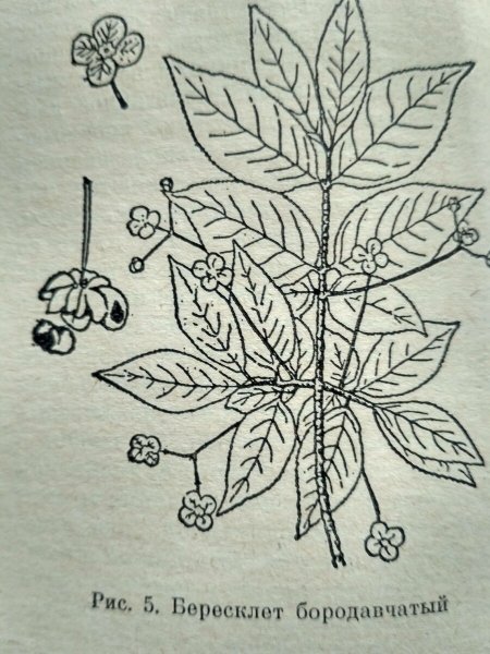 Бересклет расположение листьев