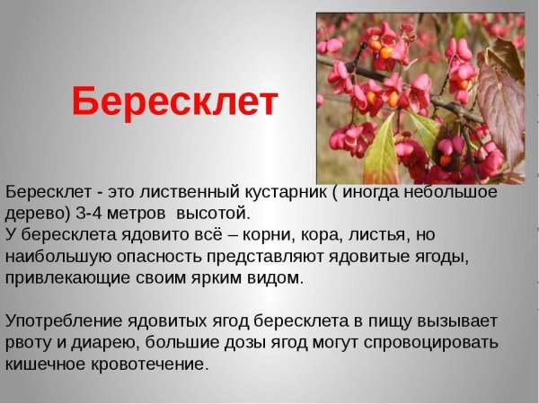 Бересклет это ядовитое растение или нет