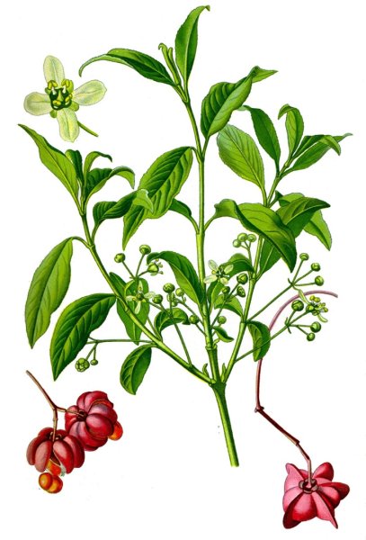 Бересклет Ботаническая иллюстрация