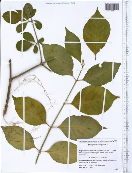 Бересклет бородавчатый ядовитый