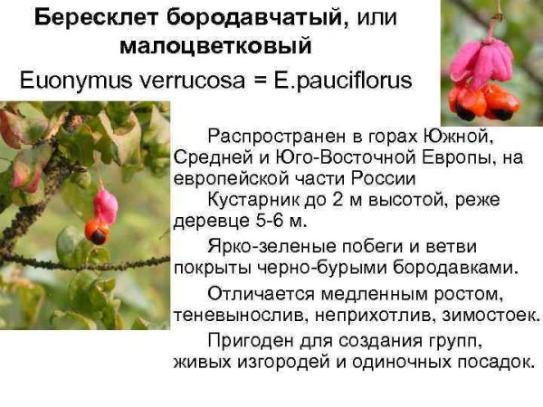 Бересклет бородавчатый карандашом