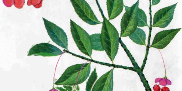 Бересклет бородавчатый каучуконос