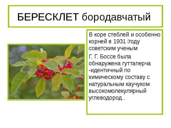 Бересклет Европейский Ботаническая иллюстрация