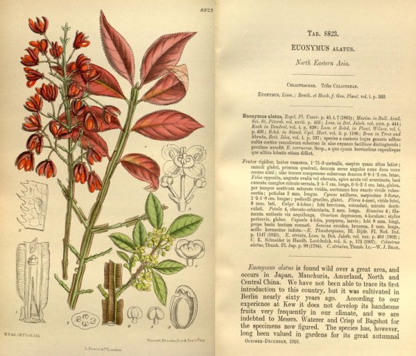 Бересклет бородавчатый схема