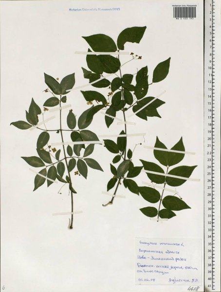 Бересклет священный фото и описание