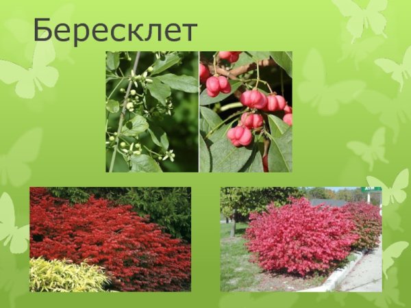 Бересклет Европейский Ботаническая иллюстрация