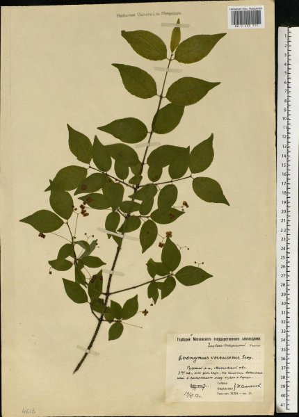 Бересклет бородавчатый листья